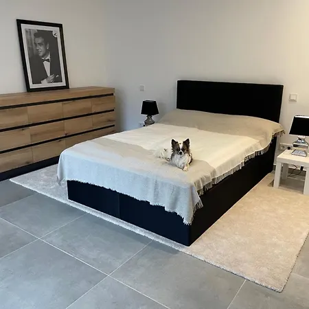 Smart Dog Cologne